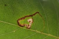 Stigmella betulicola