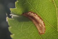 Phyllonorycter ulmifoliella