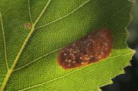 Phyllonorycter messaniella