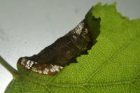 Parornix betulae