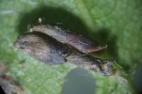 Coleophora
