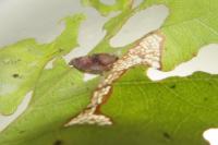 Coleophora