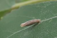 Coleophora serratella