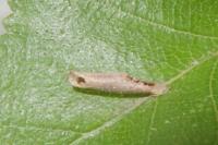 Coleophora serratella
