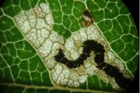 Stigmella