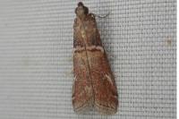 Acrobasis bithynella