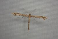 Amblyptilia acanthadactyla