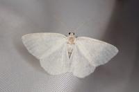 Cabera exanthemata