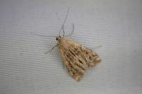 Cataclysta lemnata