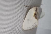 Cilix hispanica