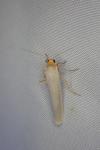 Eilema caniola