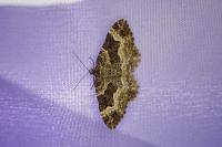 Epirrhoe alternata