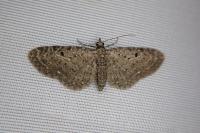 Eupithecia virgaureata