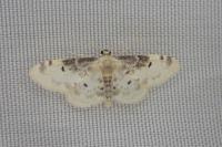Idaea filicata