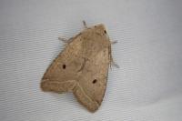 Leptologia lota