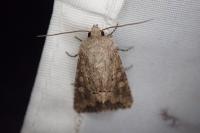 Luperina testacea