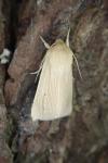 Mythimna pallens