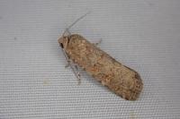 Spodoptera exigua