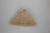 Herminia tarsipennalis
