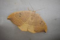 Watsonalla binaria
