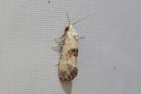 Cochylis posterana