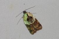 Acleris variegana