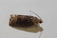Cydia splendana