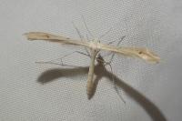 Stenoptilia