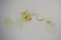 Stenoptilia