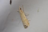 Euchromius ocellea