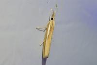 Agriphila tristella