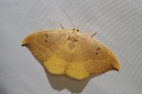 Watsonalla binaria