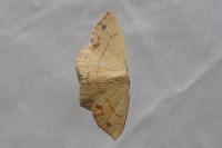 Cyclophora punctaria