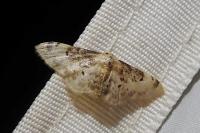 Idaea filicata