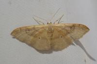 Idaea degeneraria