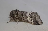 Drymonia querna
