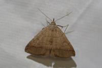 Zanclognatha lunalis