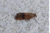 Celypha striana