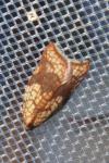 Acleris rhombana