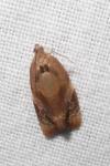 Ditula angustiorana