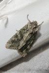 Dryobotodes eremita