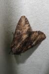 Mniotype solieri