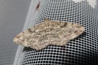 Peribatodes rhomboidaria