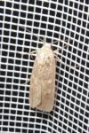 Spodoptera exigua