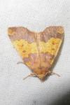Tiliacea aurago
