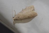 Lamoria anella