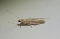 Homoeosoma nebulellum
