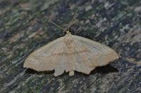 Scopula imitaria