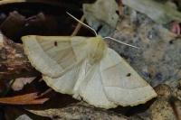 Crocallis elinguaria