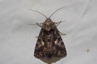 Aedia leucomelas